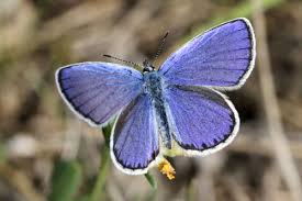 Attēlu rezultāti vaicājumam “Plebejus argyrognomon”