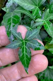 Attēlu rezultāti vaicājumam “Hedera helix  leaf”