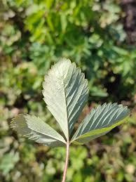Attēlu rezultāti vaicājumam “Fragaria viridis leaf”