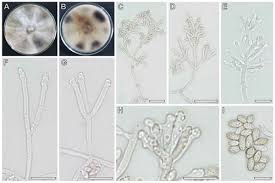 Attēlu rezultāti vaicājumam “Hypoxylon fragiforme / howeianum”