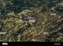 Image result for Salmo macrostigma