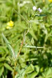 Attēlu rezultāti vaicājumam “Epilobium palustre”