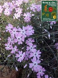 Attēlu rezultāti vaicājumam “Polemoniaceae”