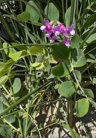 Attēlu rezultāti vaicājumam “Lathyrus palustris bud”