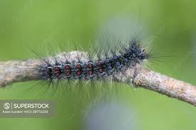 Attēlu rezultāti vaicājumam “Lymantria dispar”