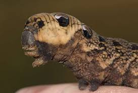 Attēlu rezultāti vaicājumam “Deilephila elpenor larva”