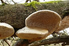 Attēlu rezultāti vaicājumam “Trametes suaveolens”