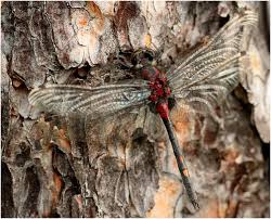 Attēlu rezultāti vaicājumam “Leucorrhinia dubia male”
