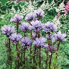 Attēlu rezultāti vaicājumam “Campanula glomerata bud”