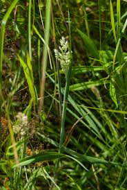 Attēlu rezultāti vaicājumam “Holcus lanatus”