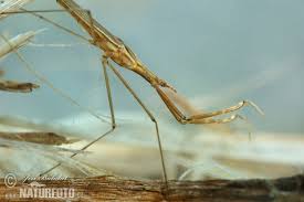 Attēlu rezultāti vaicājumam “Ranatra linearis”