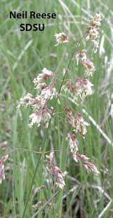 Attēlu rezultāti vaicājumam “Hierochloe odorata flower”