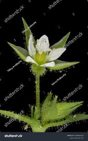 Attēlu rezultāti vaicājumam “Arenaria serpyllifolia flower”