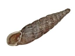 Attēlu rezultāti vaicājumam “Clausiliidae”