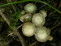 Attēlu rezultāti vaicājumam “Psathyrella pygmaea”