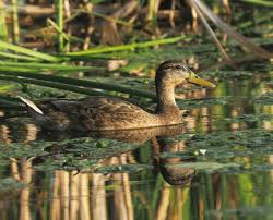 Attēlu rezultāti vaicājumam “Anas platyrhynchos juvenile”