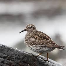 Attēlu rezultāti vaicājumam “Calidris maritima adult”