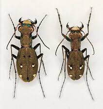 Attēlu rezultāti vaicājumam “Cicindela maritima”