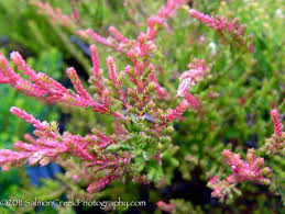 Attēlu rezultāti vaicājumam “Calluna vulgaris flower”