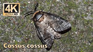 Attēlu rezultāti vaicājumam “Cossus cossus”