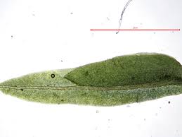 Attēlu rezultāti vaicājumam “Fissidens osmundoides”