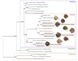 Image result for Hypanus say