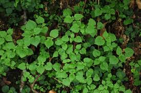 Attēlu rezultāti vaicājumam “Circaea alpina leaf”