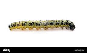 Attēlu rezultāti vaicājumam “Pieris brassicae underside”