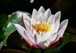 Attēlu rezultāti vaicājumam “Nymphaea alba”