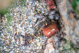 ผลการค้นหารูปภาพสำหรับ strawberry anemone