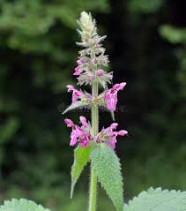 Attēlu rezultāti vaicājumam “Stachys sylvatica flower”