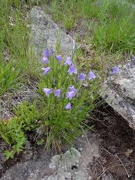 Attēlu rezultāti vaicājumam “Campanula rotundifolia”