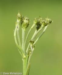 Attēlu rezultāti vaicājumam “Hieracium umbellatum bud”