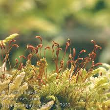 Attēlu rezultāti vaicājumam “Hypnum cupressiforme sporophyte”