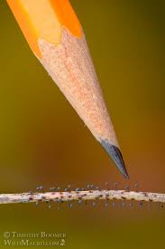 Attēlu rezultāti vaicājumam “Lamproderma violaceum macro”