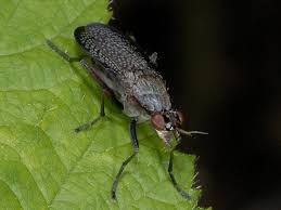 Attēlu rezultāti vaicājumam “Coremacera marginata”