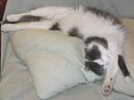 ファイル:Felis silvestris catus (cat stretching).jpg - Wikipedia