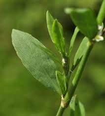 Attēlu rezultāti vaicājumam “Polygonum aviculare leaf”