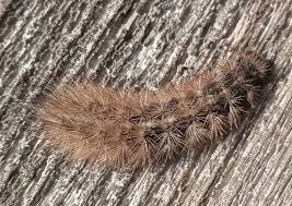 Attēlu rezultāti vaicājumam “Phragmatobia fuliginosa larva”