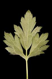 Attēlu rezultāti vaicājumam “Ranunculus repens leaf”