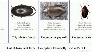 Attēlu rezultāti vaicājumam “Colymbetes striatus”