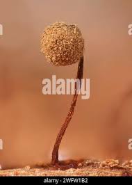 Attēlu rezultāti vaicājumam “Cribraria intricata spores”