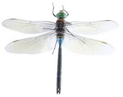 Attēlu rezultāti vaicājumam “Anax parthenope”