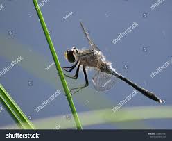 Attēlu rezultāti vaicājumam “Leucorrhinia albifrons”