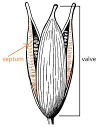 Attēlu rezultāti vaicājumam “Elatinaceae”