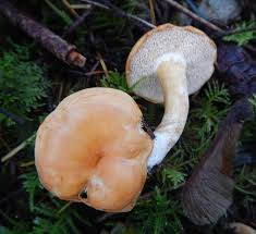 Attēlu rezultāti vaicājumam “Hydnum rufescens”