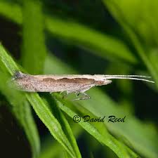 Attēlu rezultāti vaicājumam “Plutellidae”