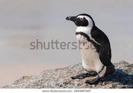 Image result for Spheniscus demersus