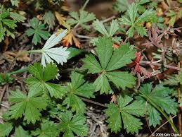 Attēlu rezultāti vaicājumam “Potentilla argentea bud”