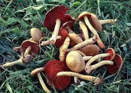 Attēlu rezultāti vaicājumam “Cortinarius sanguineus”